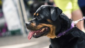 Canine Assault: The Breeds Most Likely to Maim